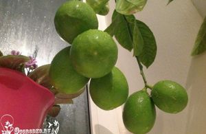 Секреты выращивания лимона