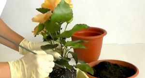 Секреты выращивания розана китайского в домашних условиях