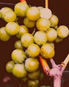 Селекция гибридных форм винограда