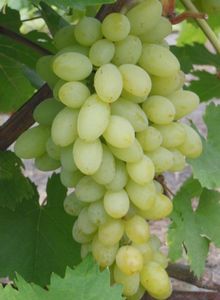 Селекция и классификация бессемянных сортов винограда