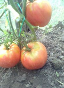 Селекция необычных форм и долгохранящихся сортов томатов