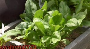 Шпинат — выращивание шпината в домашних условиях