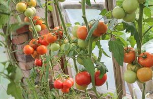 Собираем большой урожай помидоров, какие сорта выбрать