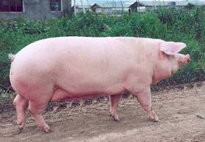 Содержание и кормление супоросных свиноматок