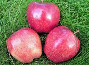 Сорт яблони голден делишес – сладкий любимец садоводов