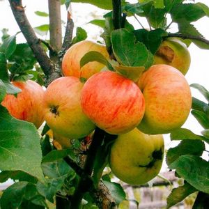 Сорт яблони коричное полосатое — проверенный временем