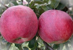 Сорт яблони красное раннее — маленький румяный подарок садоводам