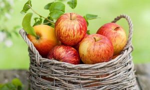 Сорт яблони орловское полосатое и его собратья — скорые, вкусные, товарные!