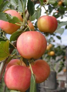 Сорт яблони папировка — вкусное яблочко уже в середине лета!