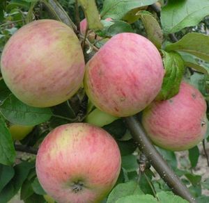 Сорт яблони штрейфлинг – неприхотливый долгожитель