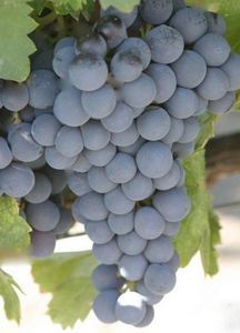 Сорта винограда позднего срока созревания
