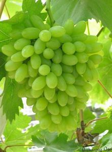 Сорта винограда раннего срока созревания