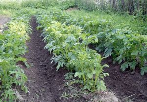 Современные и дедовские методы выращивания картофеля