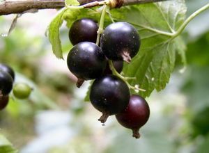 Среднепоздний сорт чёрной смородины лентяй – вкусные ягоды в августе