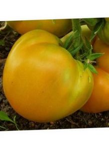 Среднеранние сорта томатов
