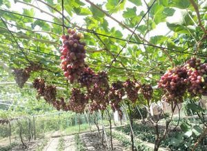 Технология формировки молодых кустов винограда