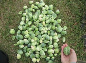 Технология выращивания брюссельской капусты