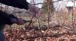 Технология выращивания винограда (инструмент, обрезка, укрытие и защита от заморозков)