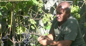Технология выращивания винограда
