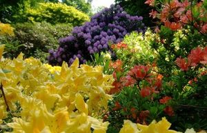 Теневыносливые цветы для тенистого сада