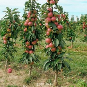 Теплица для яблони: как с помощью яблоневой ветки вырастить саженец