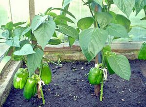 Теплолюбивые соседи: можно ли выращивать перец и баклажан на одной грядке?