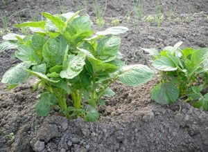 Традиционные и нестандартные методы выращивания картофеля