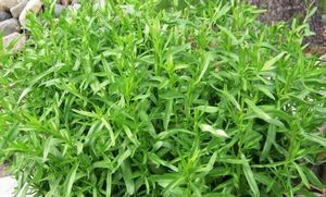 Трава пырей: описание, агротехника и лечебные свойства