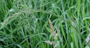 Трава вереск: описание, виды и лекарственные свойства растения