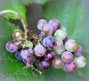 Уход за виноградом весной и летом
