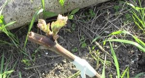 Уход за виноградом весной: прививка, посадка, подкормка и обрезка