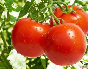 Урожайность томатов в теплице - сорта и лучшие советы для выращивания