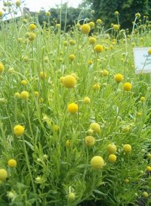 Условия выращивания цефалофоры ароматной