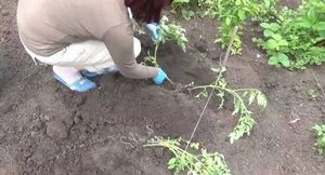 В какую почву проводится посадка помидор