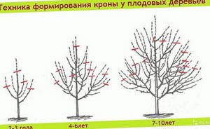 Виды обрезки, применяемые у плодовых деревьев
