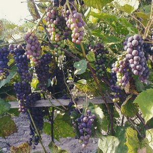 Виноград илья: полное руководство по выращиванию