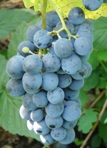 Виноград саперави северный: особенности сорта и выращивание