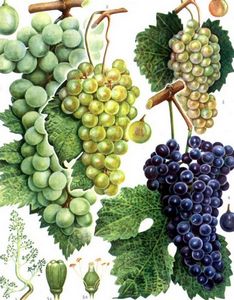 Влияние избыточных норм азота на виноград