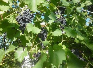 Влияние температуры на рост и развитие винограда