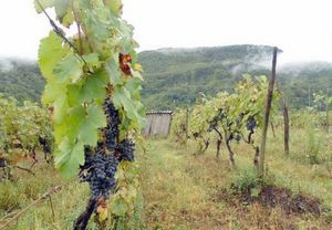 Временя необходимое для подготовки саженцев винограда к посадке