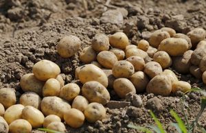 Всходы картофеля: что влияет на их появление или когда сажать картофель?