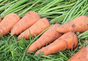 Выбираем соседей моркови для хорошего урожая. выращиваем семена моркови