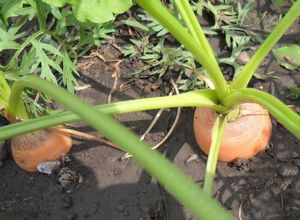 Выращиваем морковь правильно, чтобы получить хороший урожай