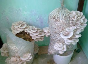 Выращивание гриба вешенки в домашних условиях