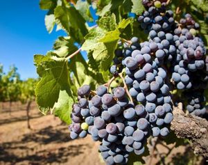 Выращивание экологически чистой продукции винограда
