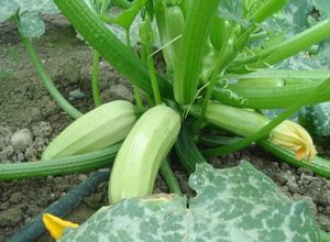 Выращивание кабачка кавили f1: высокая урожайность и несложный уход