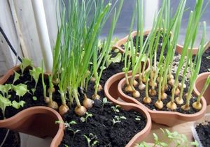 Выращивание лука дома на подоконнике: как посадить и ухаживать