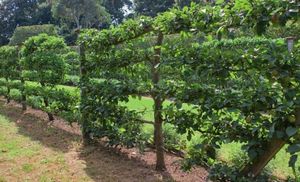 Выращивание плодовых деревьев на шпалерах