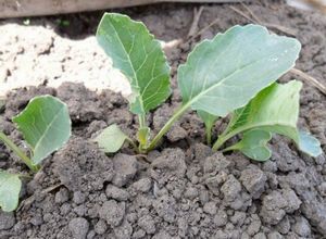 Выращивание рассады в открытом грунте — рассада капусты дома