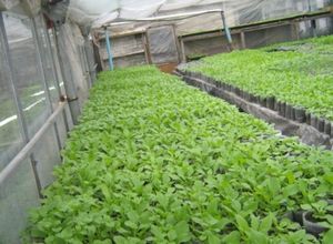 Выращивание салата из семян в теплице